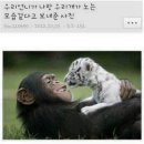 퍼피앤커피 이미지