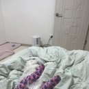 쿨펫동물병원(탄방점) 이미지