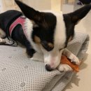 복골온천 애견스파 이미지