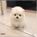 (주)요미스토리(요미독 강아지분양 요미캣 고양이분양 목동점) | 정말 행복한 포천포메라니안분양 만난 후기