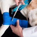 스타동물의료센터 이미지