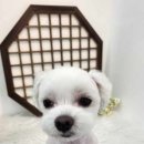 비쥬펫 이미지