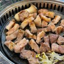 금빛한돈 이미지