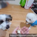 바브로(babro) 이미지