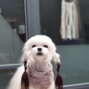 고아똥 펫그루밍 이미지