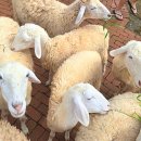 자유목장 이미지