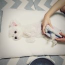 슬개골탈구 수술 후기 회복과정 루이스동물병원