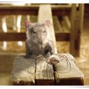 샬롯의 거미줄 이미지