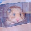 햄동대장 이미지