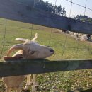 청해목장 이미지