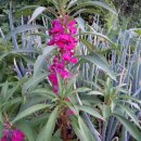 별꽃민박 이미지