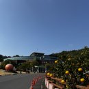 감귤박물관 | 절대 가면 안 되는 감귤박물관 '피자체험' 후기