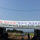 황금보리 이미지