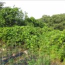 서리골천 이미지