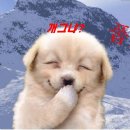 웃는강아지 이미지