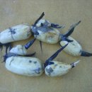 홍일농장 이미지