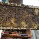 (주)한국양봉산업 이미지