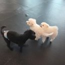 다우리유치원 | 창원 애견유치원, 멍데이유치원 소개 후기