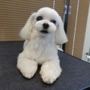 보우동물병원 이미지