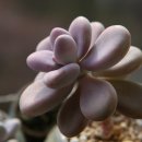 통통이네 이미지