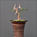 죽백3로 이미지