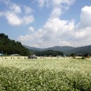 봉평메밀숲 Daum카페