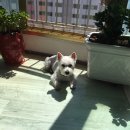 비오비애완용품아울렛 수송점 | [군산 애견미용] 비오비펫살롱 :: 강아지 미용 잘하는 곳