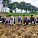 장성 가을꽃축제, 해바라기 황금물결 펼쳐진다. 이미지