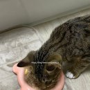 더펫샵(압량점) 이미지