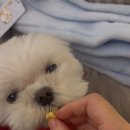 은혜동산 | [내 돈 내산] 와그작 강아지 하루간식 과일 자연건조 라서 믿고 샀는데 동산이가 너무 좋아함.