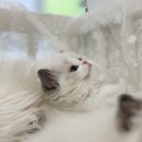 블루랙돌 이미지