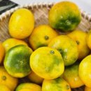 귤하우스 이미지