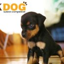 밍키애견 이미지