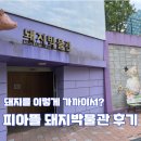 정상농장 | 아이와 가볼만한 이천 체험농장 피아뜰 돼지박물관 솔직 후기