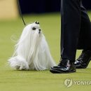 show dog 이미지