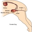 한가람동물의료센터 이미지