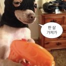콩닥 동물병원 | 참 바쁘기도 했던 1월