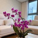초예flower | 대구수성동꽃집 초예상점 미니 호접난 서양란 키우기