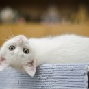 나는고양이 브런치