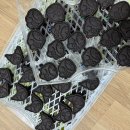 서일초등학교 이미지