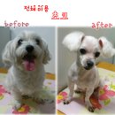 애견아트 이미지