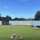 제주네 애견유치원 이미지