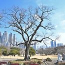 나무이야기 이미지