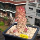 리치아이 이미지