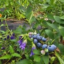 박종상농장 이미지