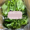 상추 | 둥지농장[그린핏]유러피안 샐러드 상추 1kg 후기｜다이어트 식단 채소 추천