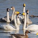 동읍1200 이미지