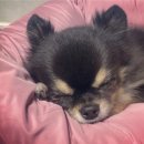 아르르(Arr) 이미지