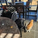 팔봉산로 | 홍천 1박 2일 여행 2일차_애견동반 맛집 명가춘천닭갈비막국수