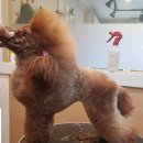 강아지song 이미지